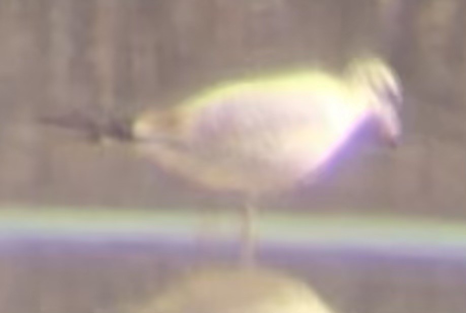 Ring-billed Gull - ML644498434