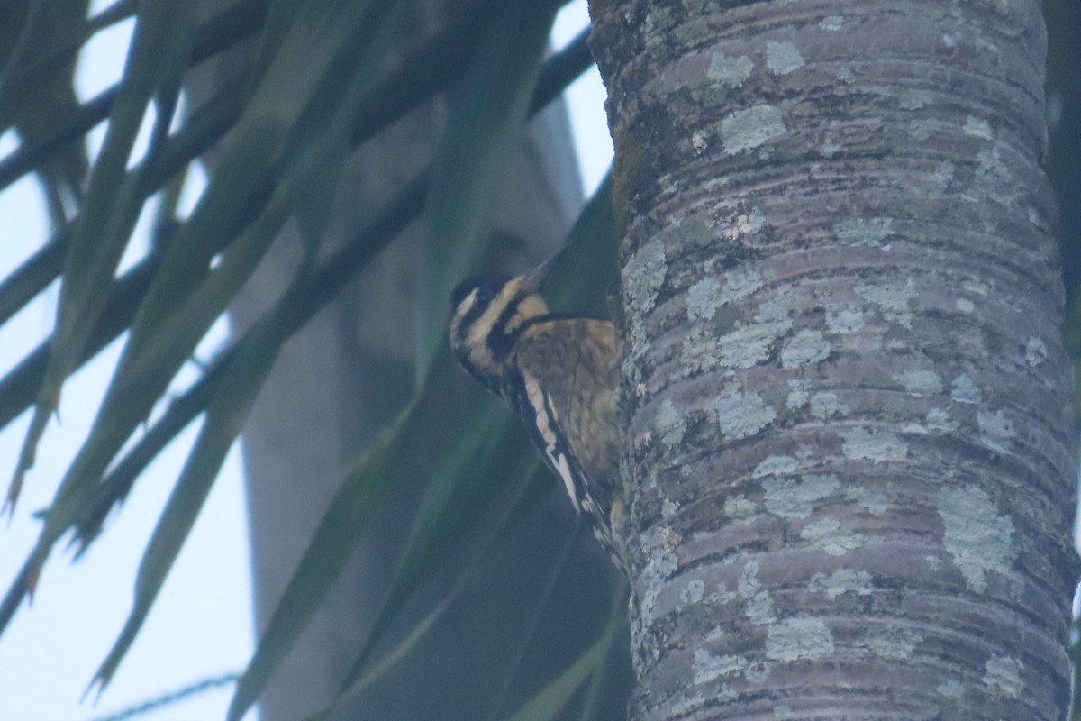 Yellow-bellied Sapsucker - ML644498435