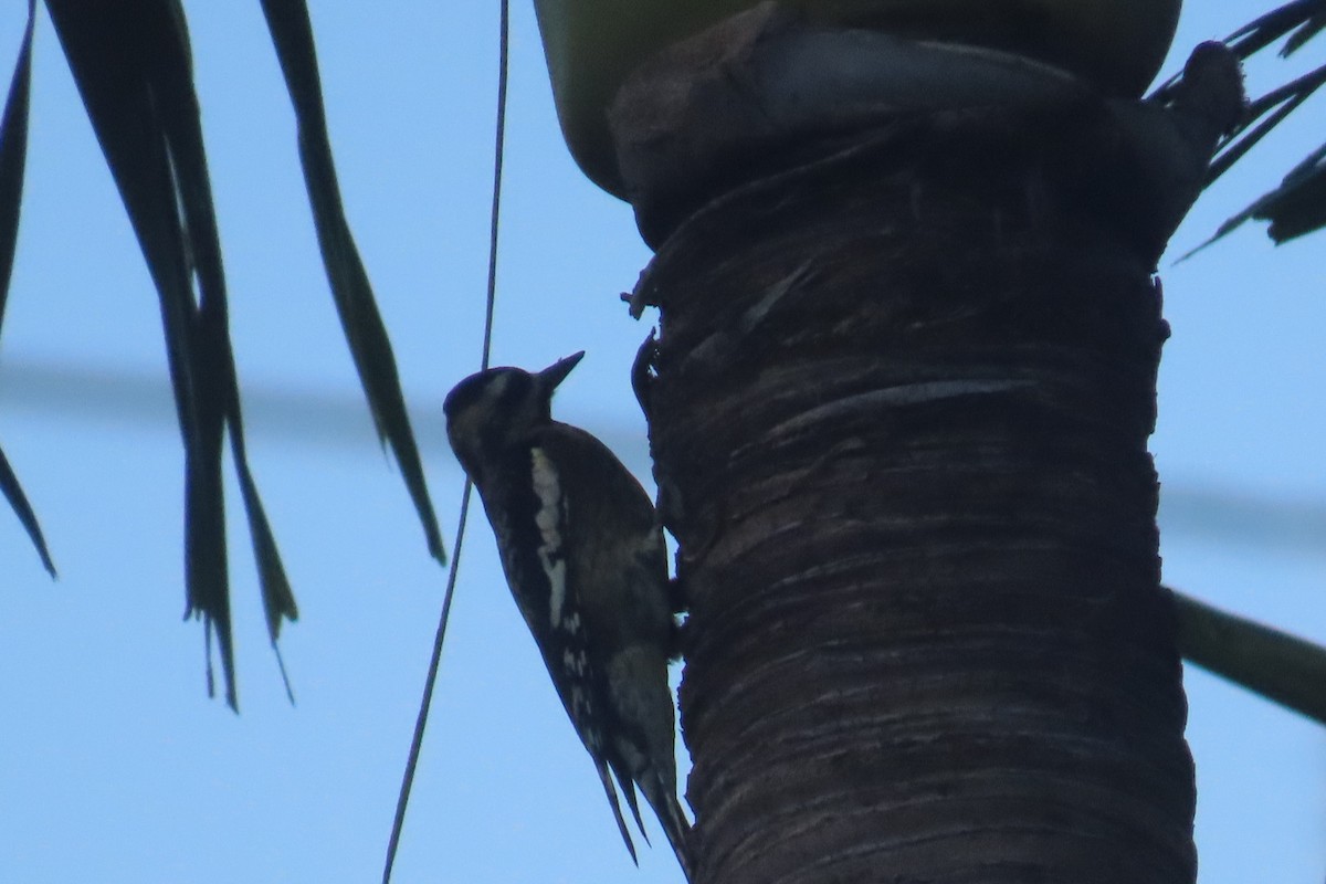 Yellow-bellied Sapsucker - ML644498436