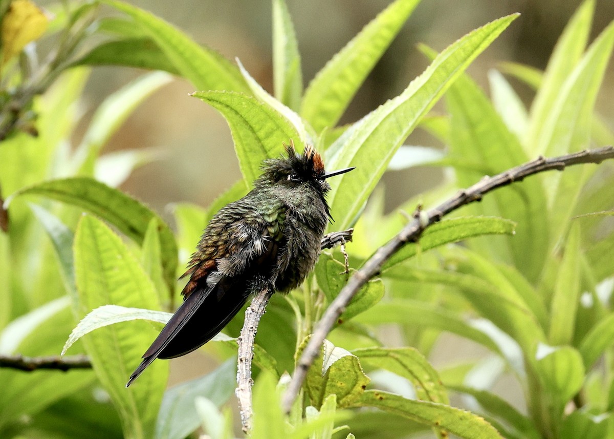 Rainbow-bearded Thornbill - ML644498438