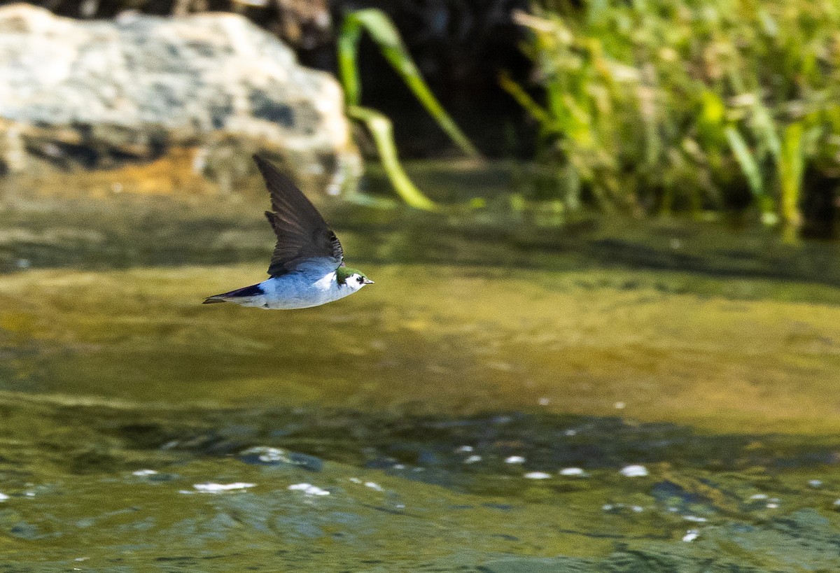 Violet-green Swallow - ML644498440