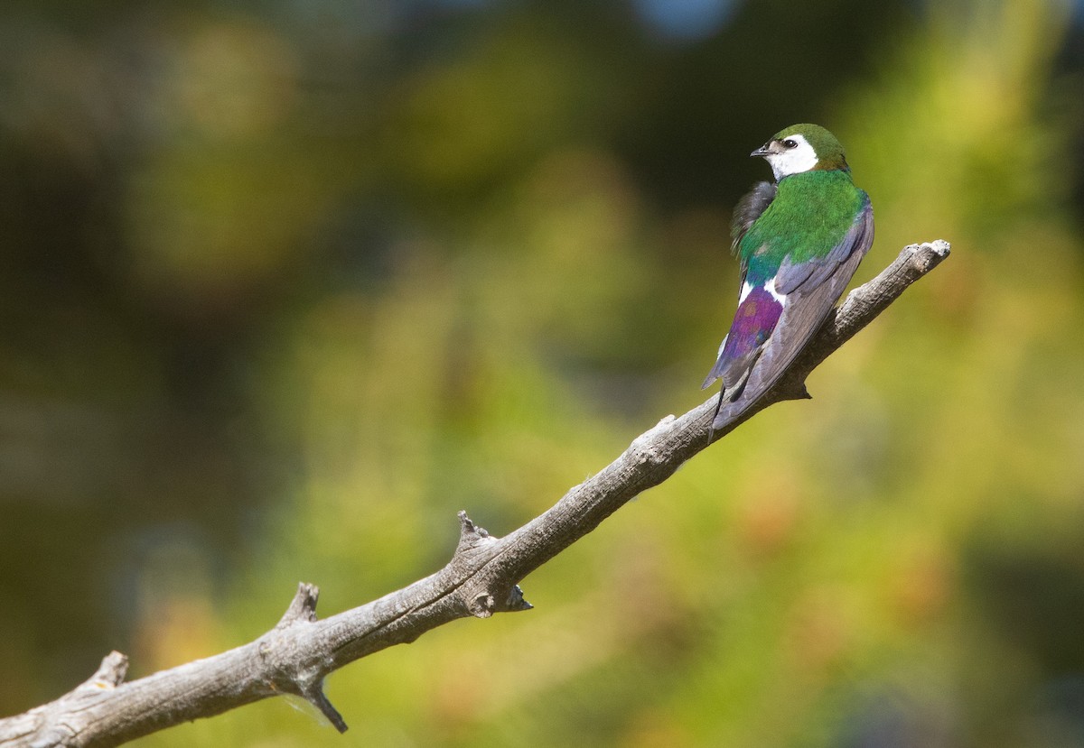 Violet-green Swallow - ML644498441