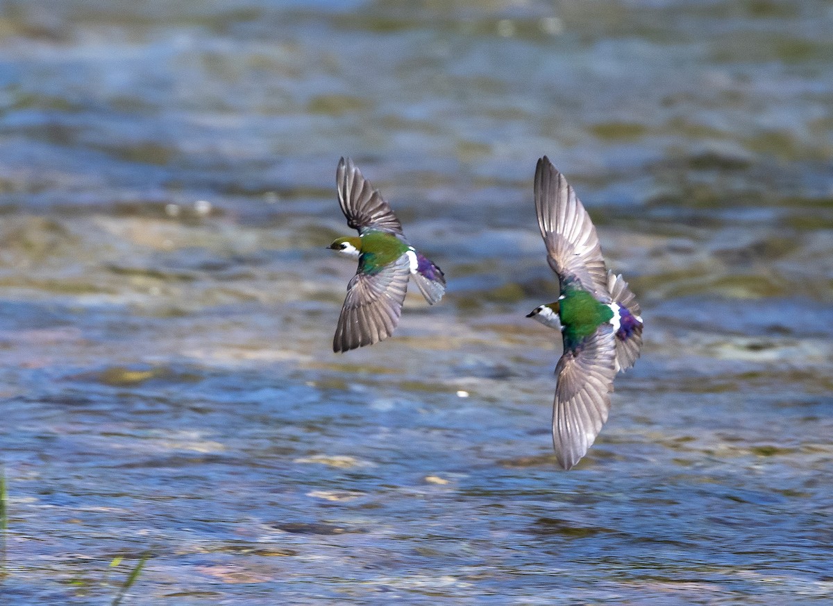 Violet-green Swallow - ML644498442