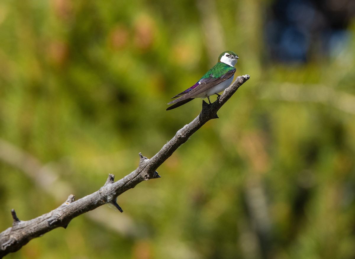 Violet-green Swallow - ML644498443