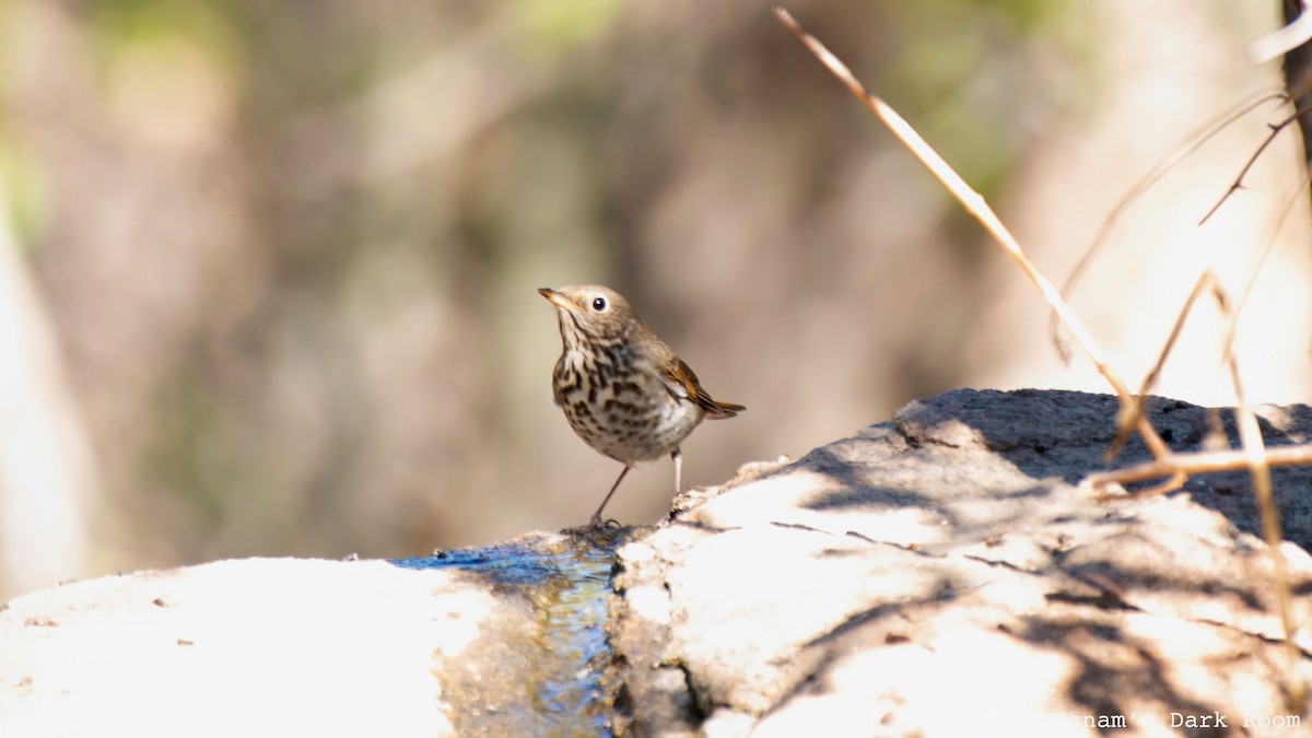 Hermit Thrush - ML644498444
