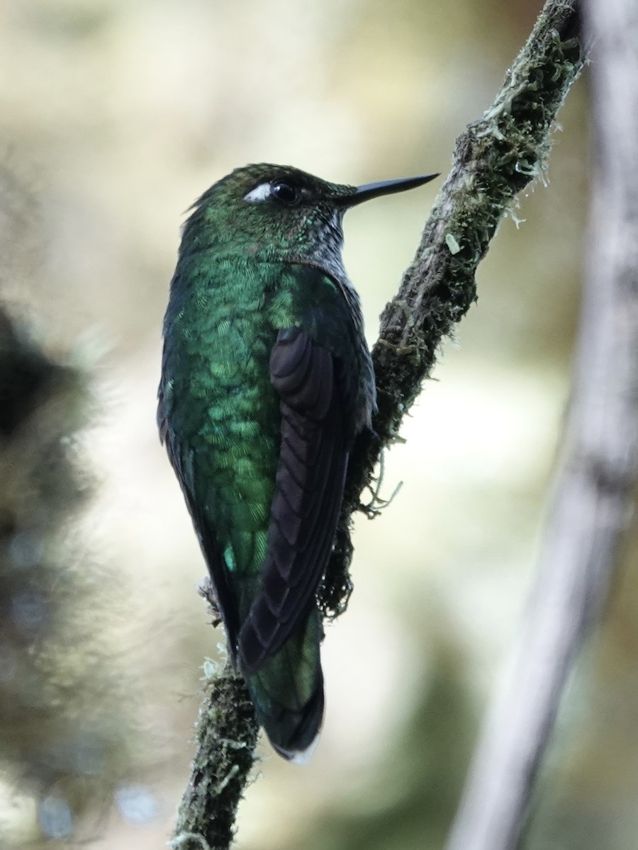 Mountain Avocetbill - ML644498445