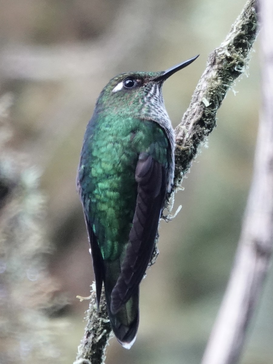 Mountain Avocetbill - ML644498446