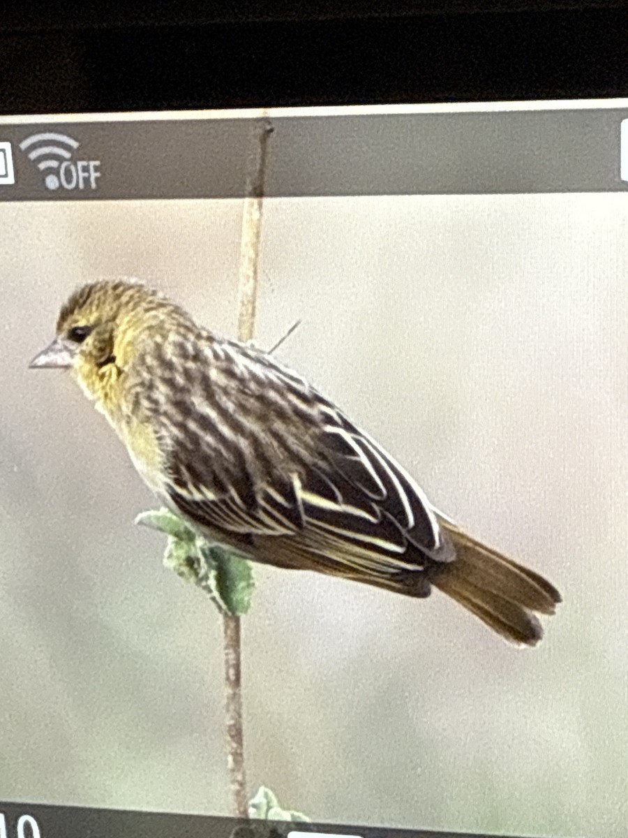 Black-headed Weaver - ML644498448