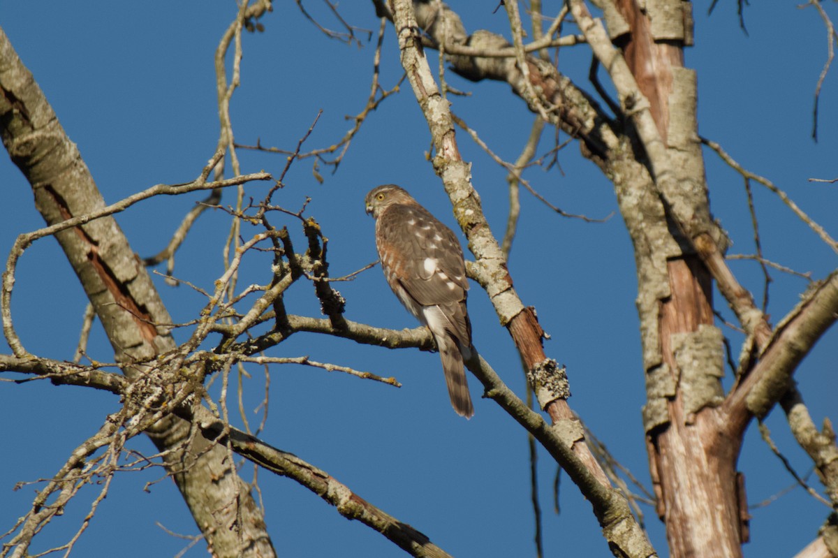 Sharp-shinned/Cooper's Hawk - ML644498449