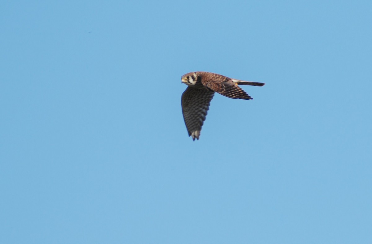 American Kestrel - ML644498451