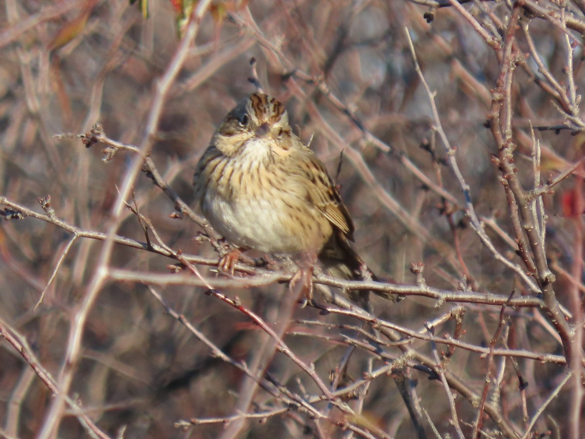 Lincoln's Sparrow - ML644498454