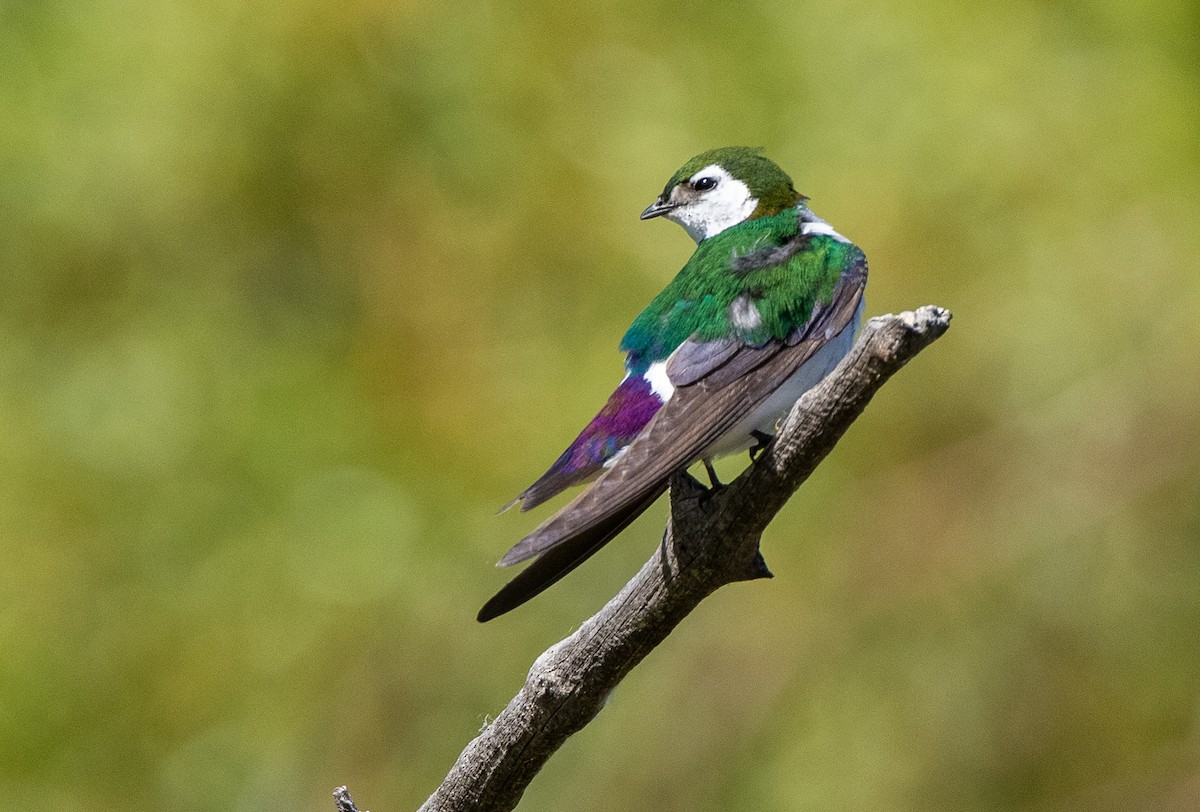 Violet-green Swallow - ML644498455