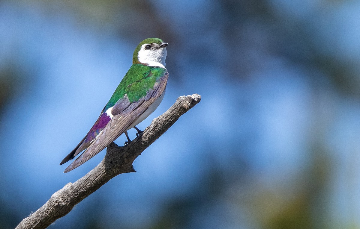Violet-green Swallow - ML644498456