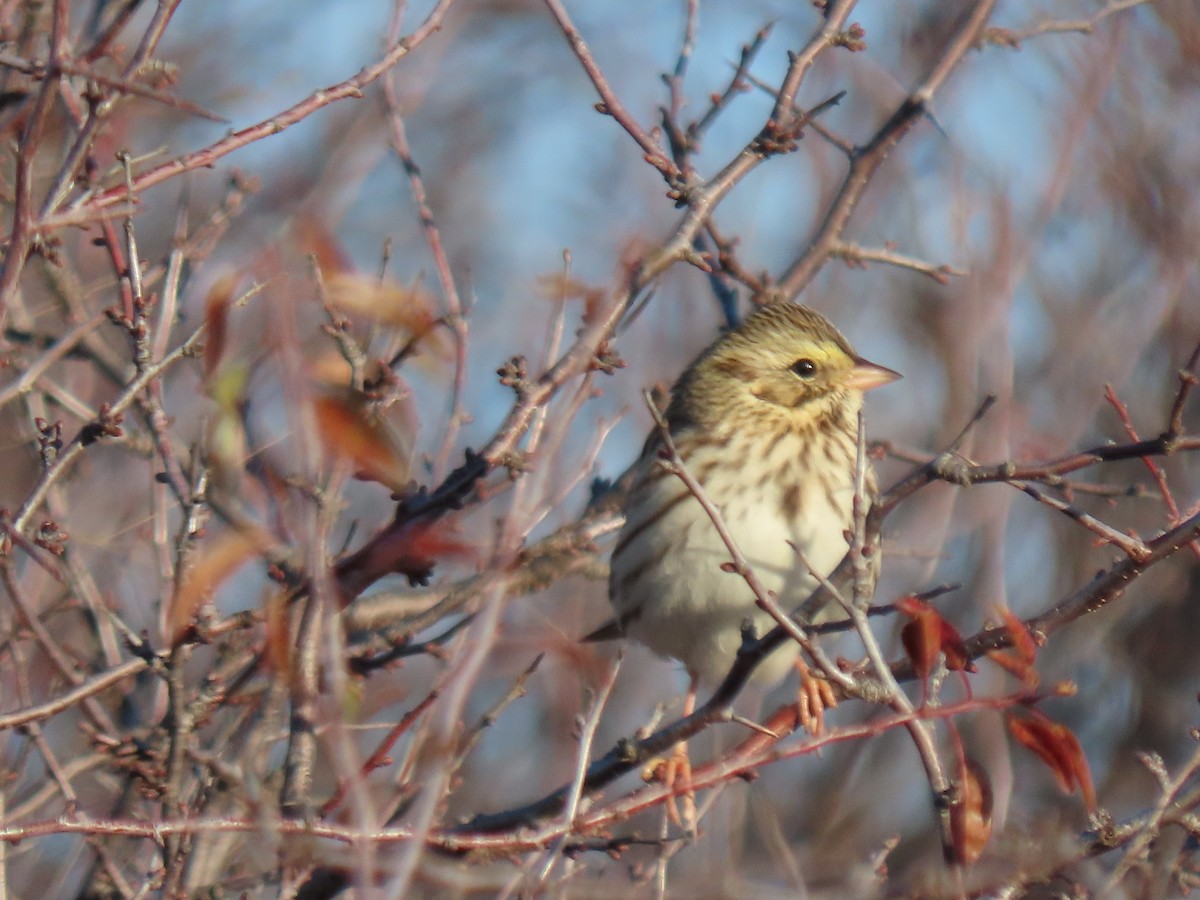 Savannah Sparrow - ML644498459