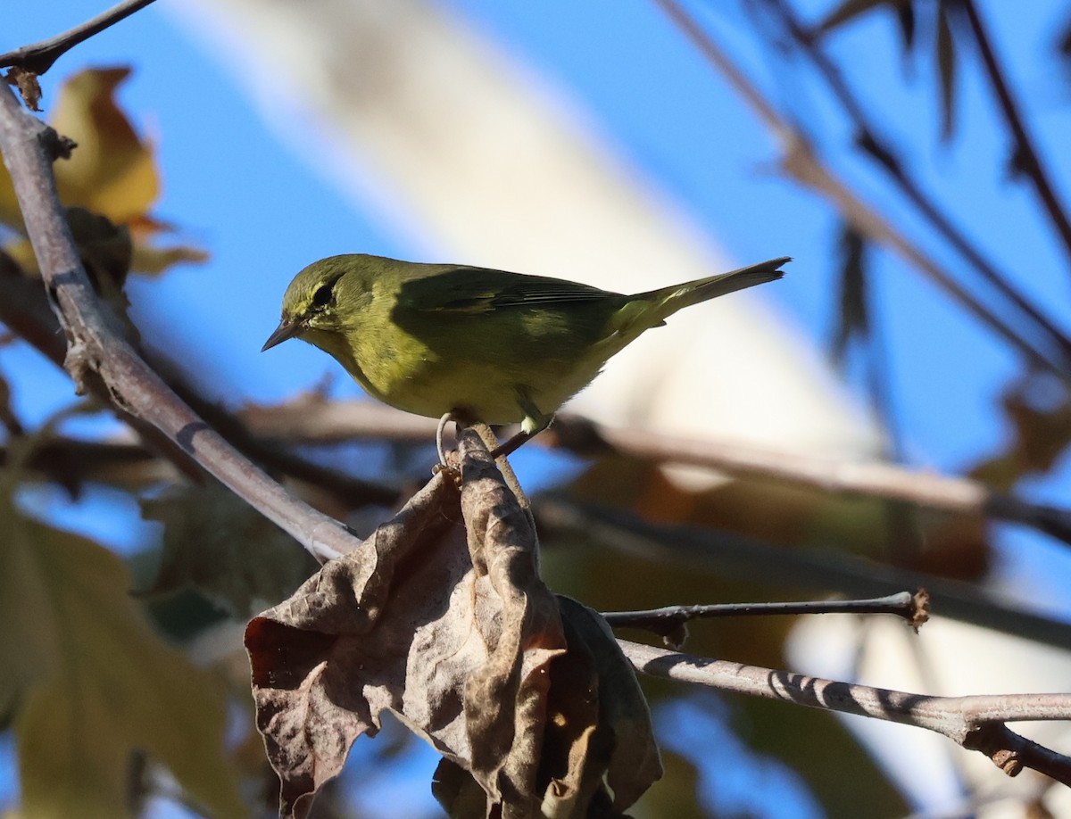 oransjekroneparula - ML644498466