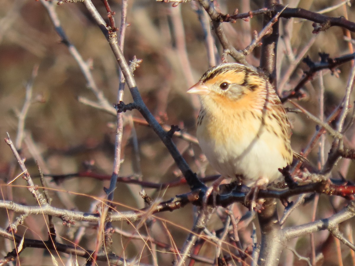 LeConte's Sparrow - ML644498467