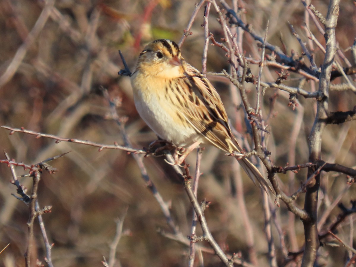 LeConte's Sparrow - ML644498468