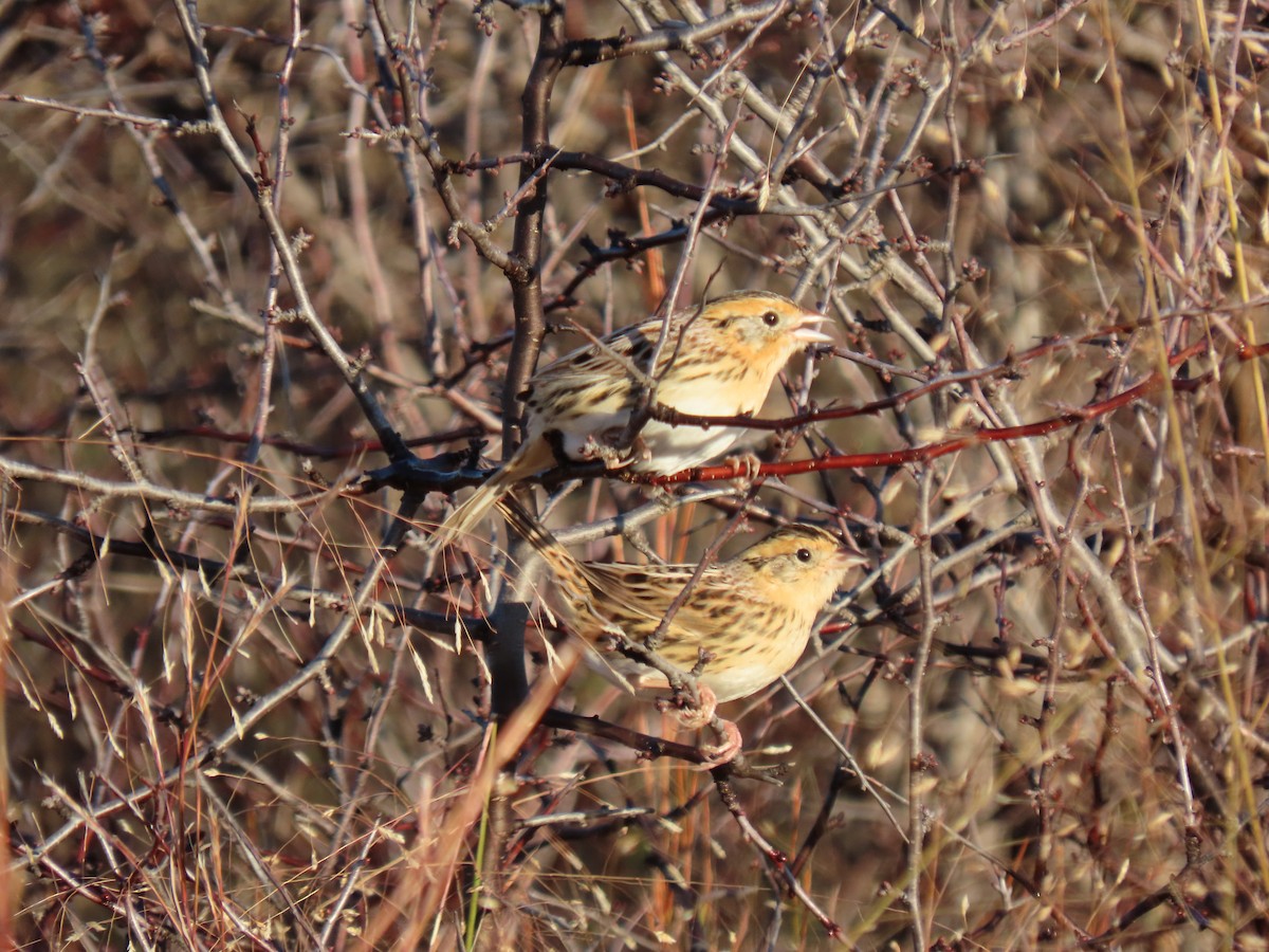 LeConte's Sparrow - ML644498469