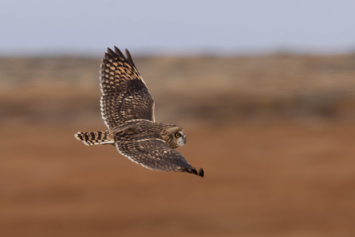 Zingira-hontza - ML644498471