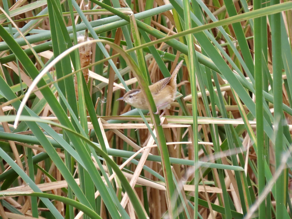 Marsh Wren - ML644498472