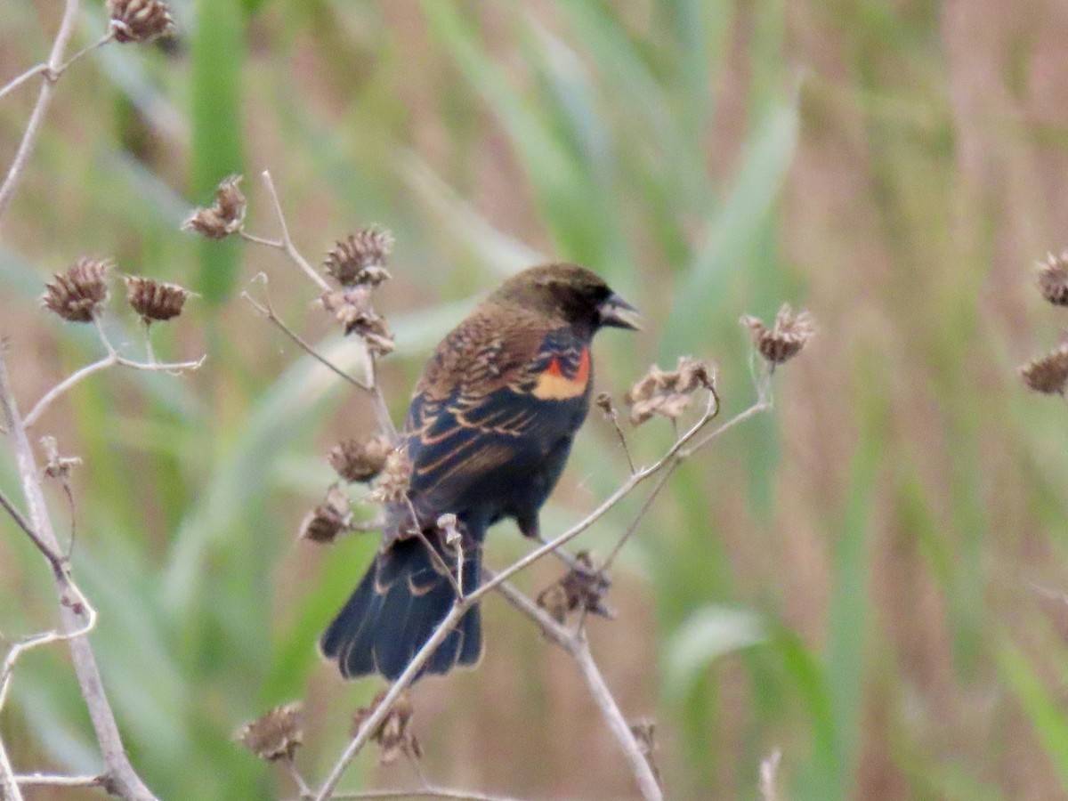 Red-winged Blackbird - ML644498484