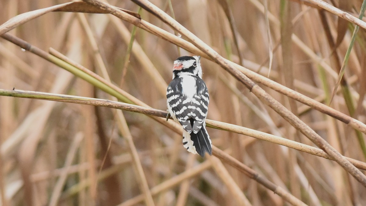 Downy Woodpecker - ML644498493