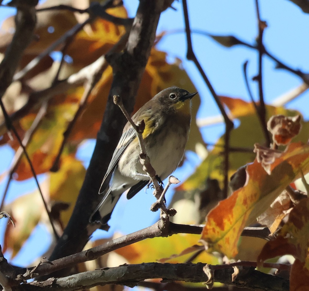 myrteparula - ML644498494