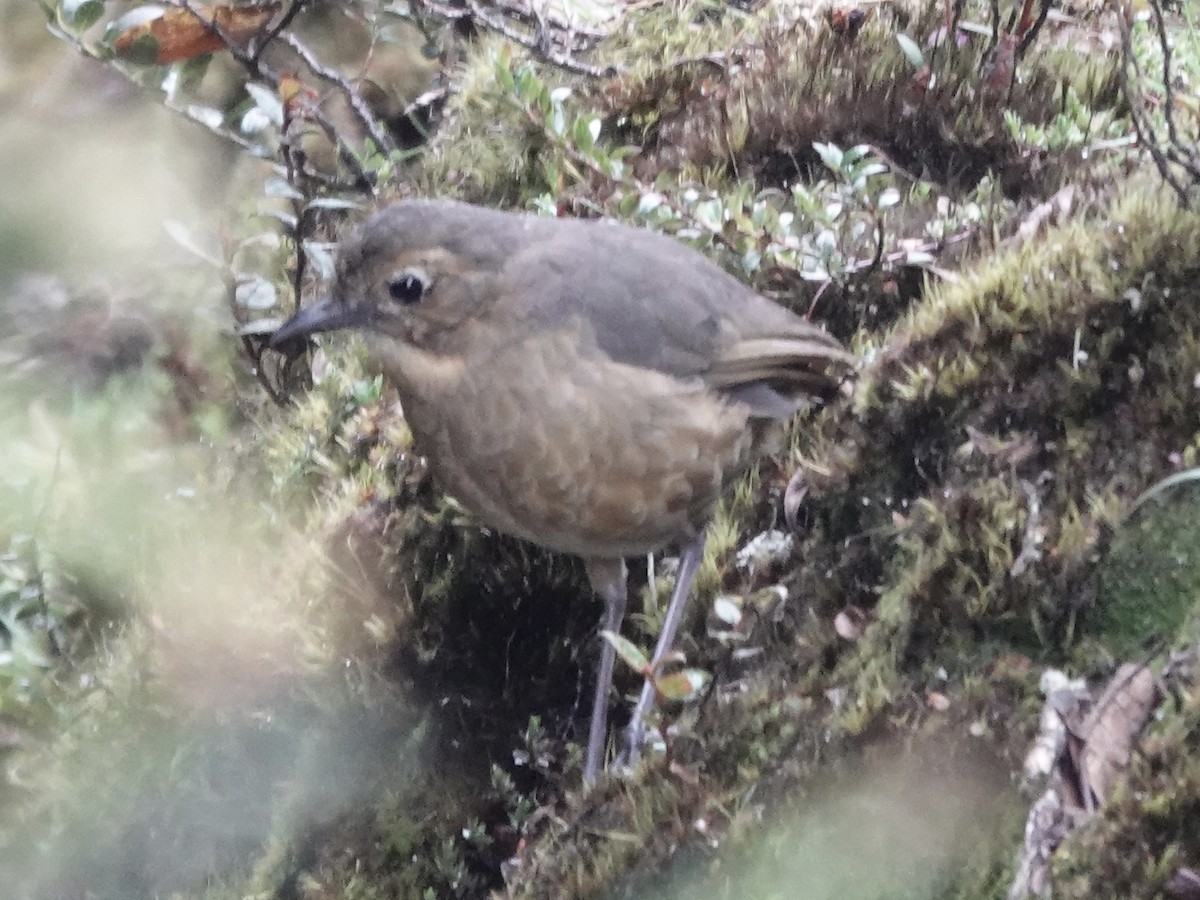 Tawny Antpitta - ML644498501