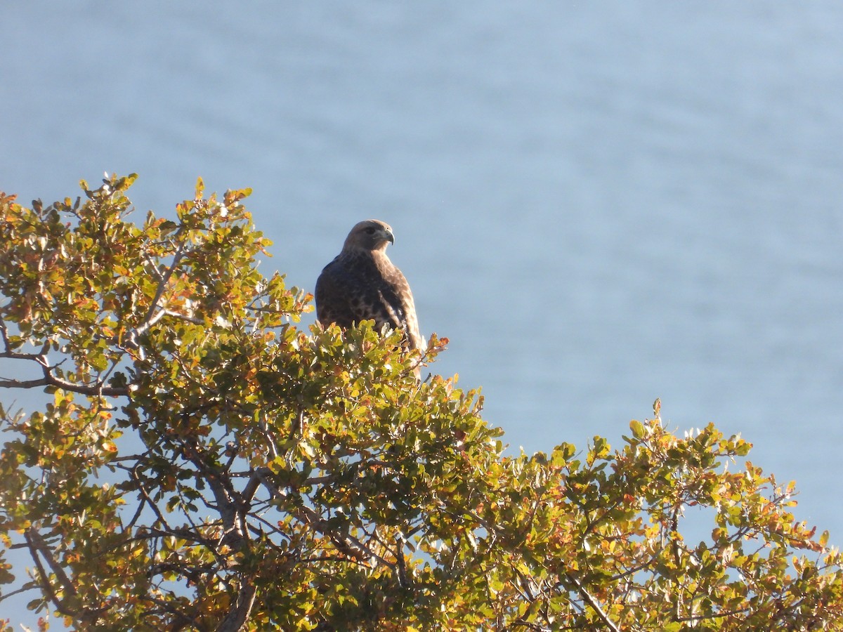 アカオノスリ - ML644498502