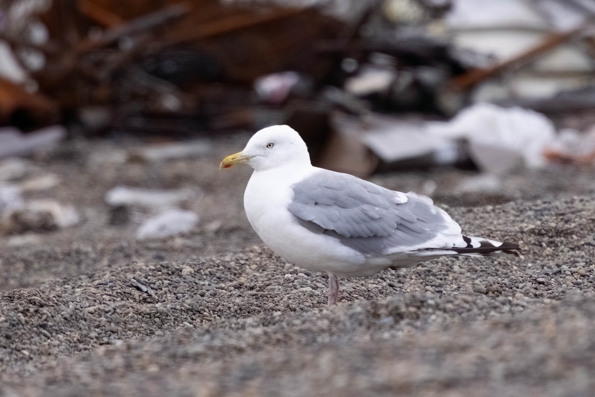 Kaio hauskara siberiarra - ML644498503