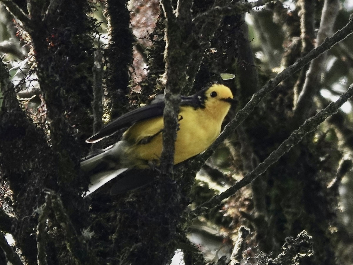 gulpannehvitstjert (chrysops) - ML644498518