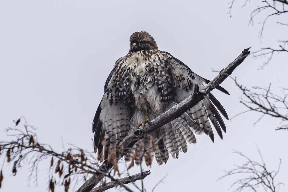 アカオノスリ - ML644498525