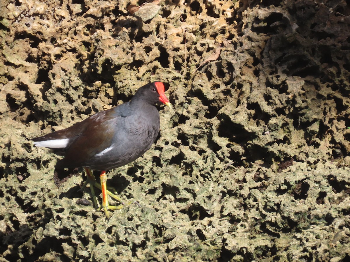 Amerika Sutavuğu - ML644498531