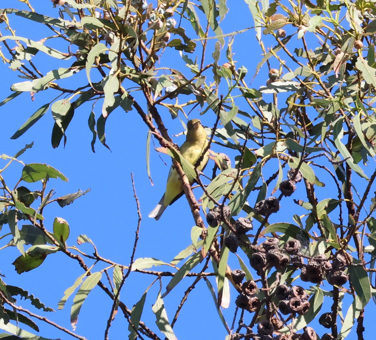 Piranga gorri-beltza - ML644498536