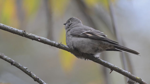 lesňák západní - ML644498540