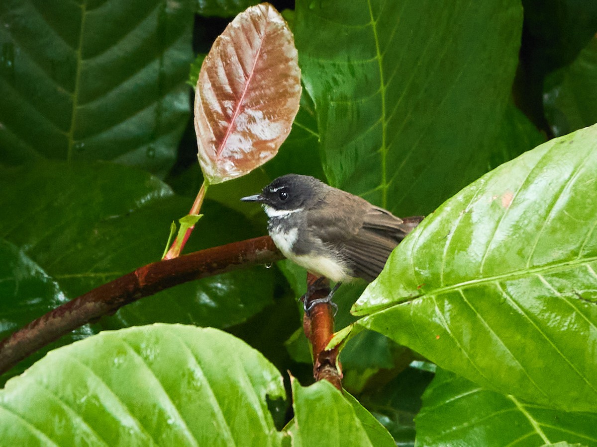 Malaysian Pied-Fantail - ML644498544
