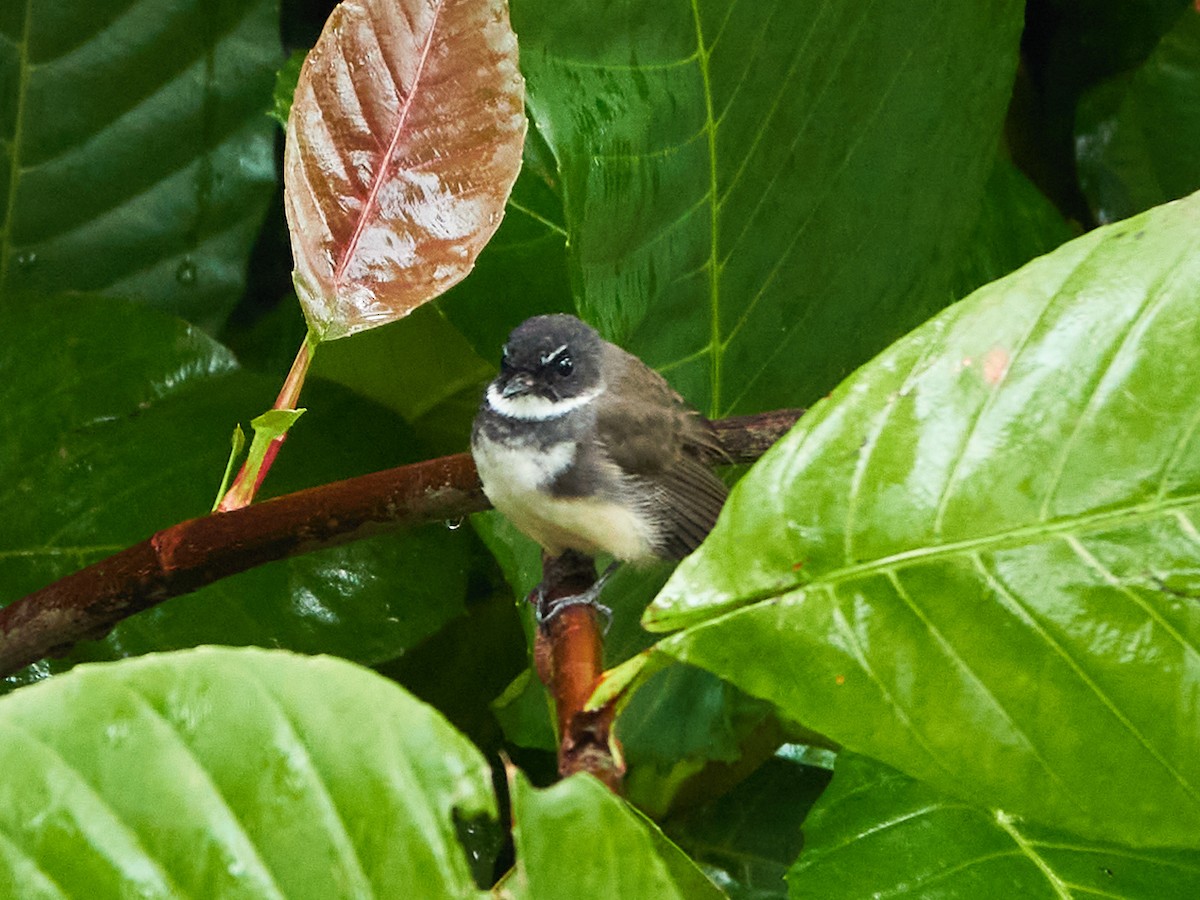 Malaysian Pied-Fantail - ML644498545