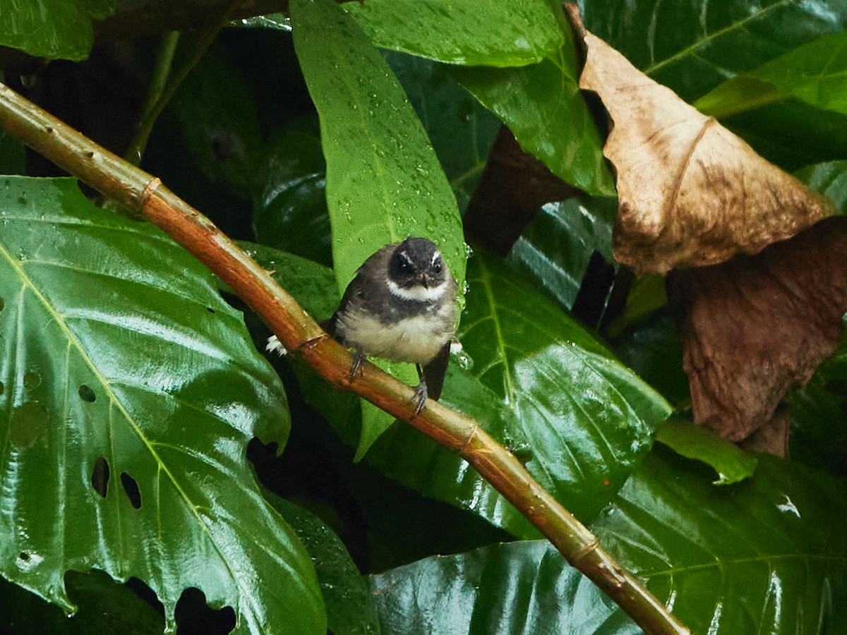 Malaysian Pied-Fantail - ML644498546
