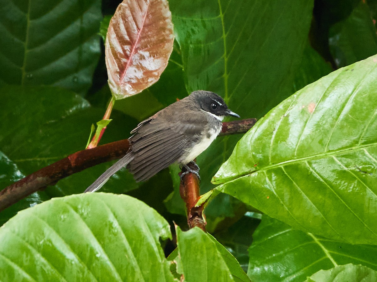 Malaysian Pied-Fantail - ML644498547