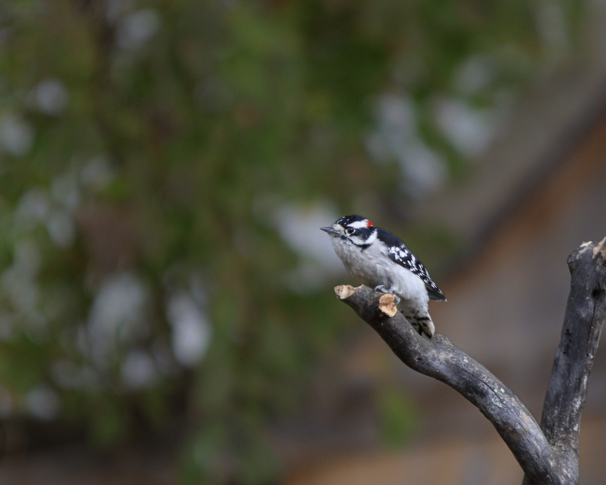 Downy Woodpecker - ML644498548