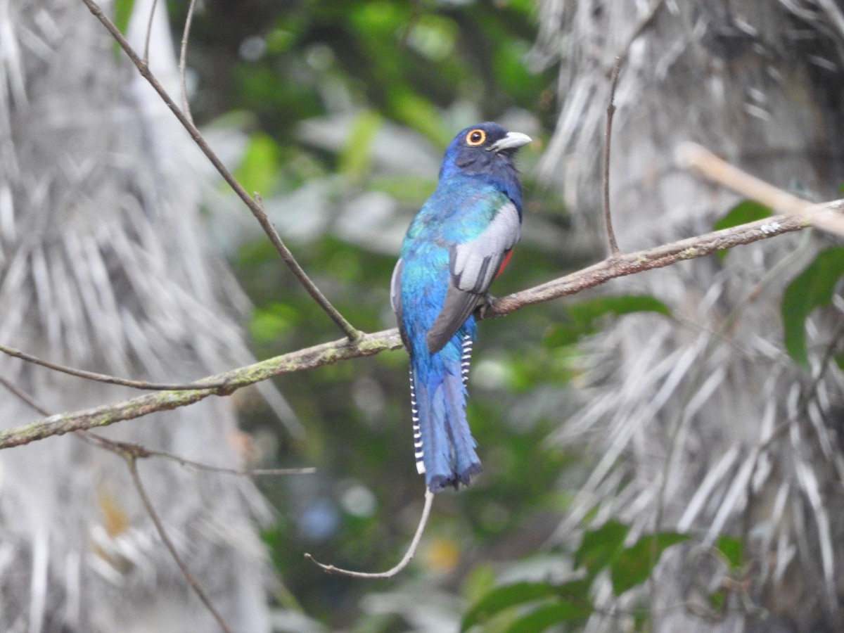 Trogón Curucuí - ML644498549