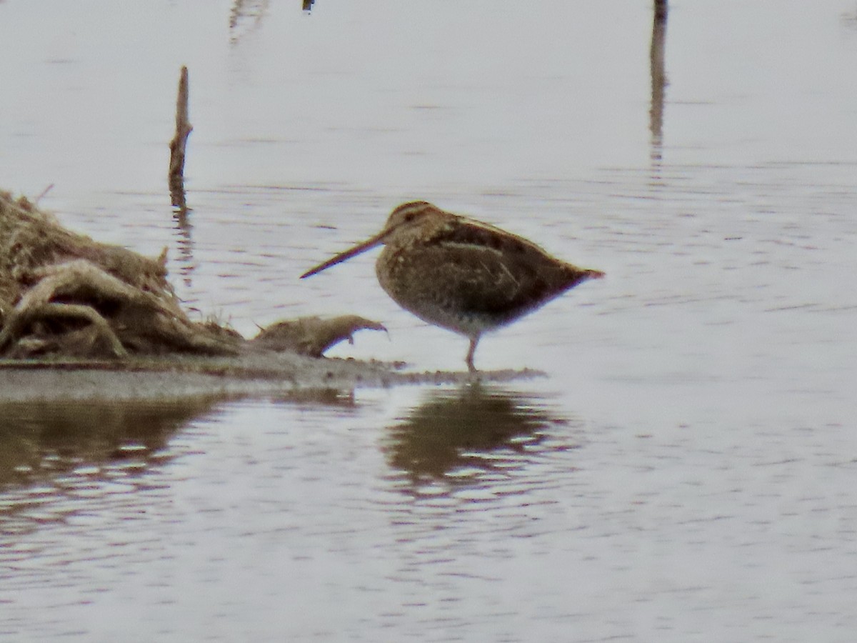 Wilson's Snipe - ML644498551