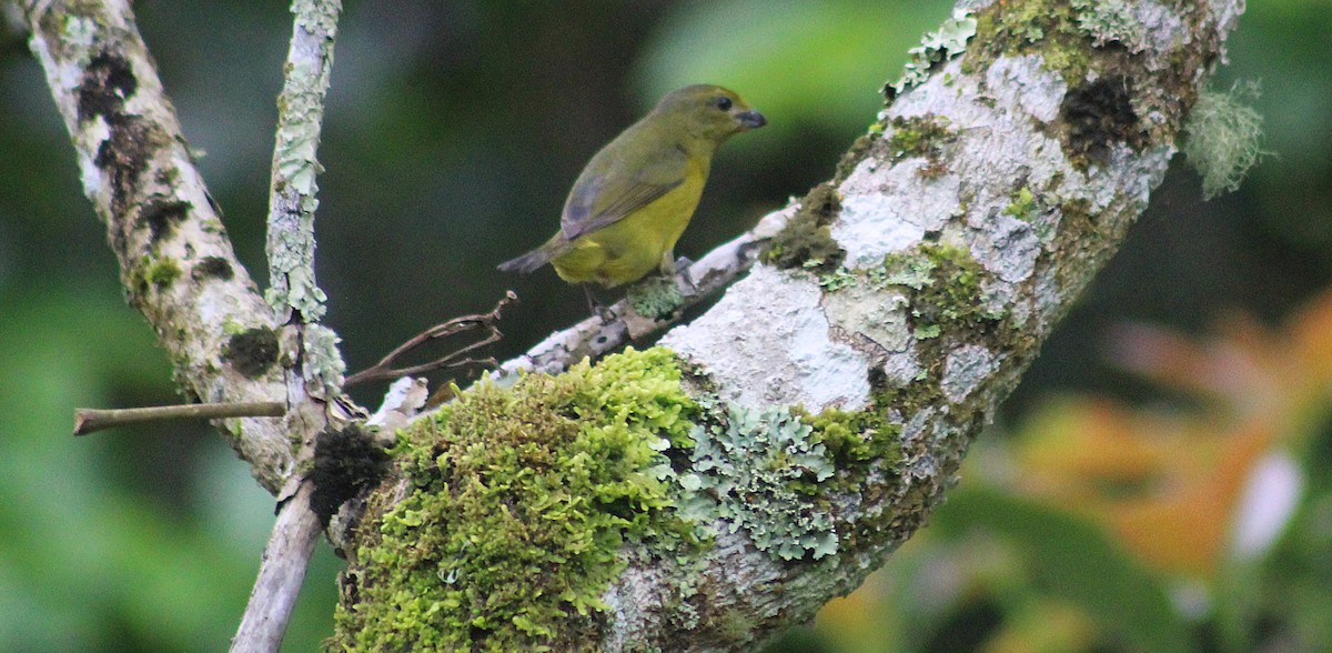 Violaceous Euphonia - ML644498555