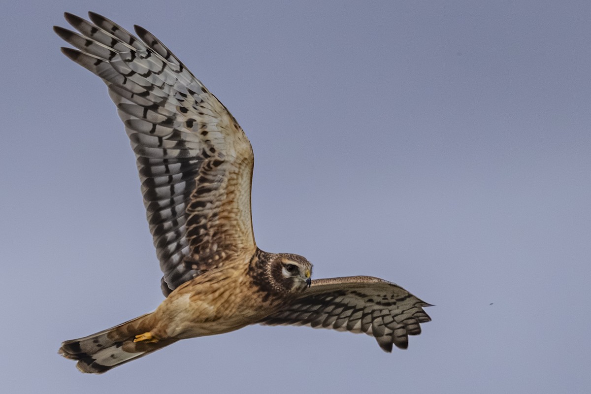 Northern Harrier - ML644498566