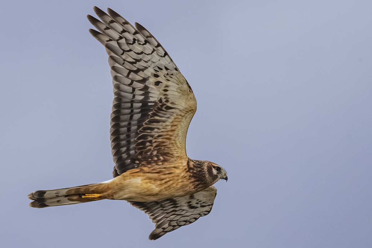 Northern Harrier - ML644498568