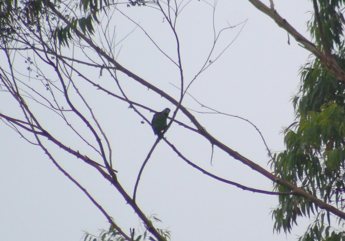 Scaly-headed Parrot - ML644498571