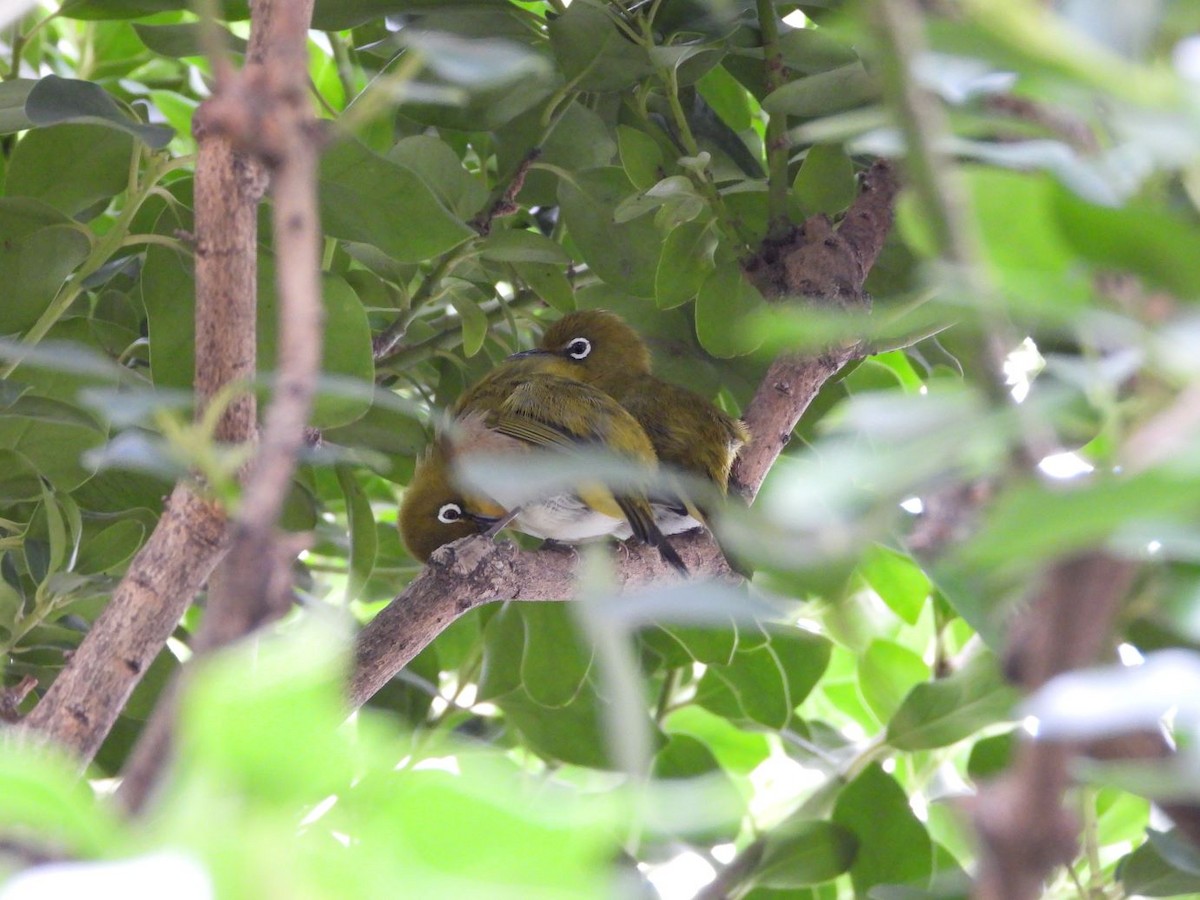 Anteojitos Japonés - ML644498573