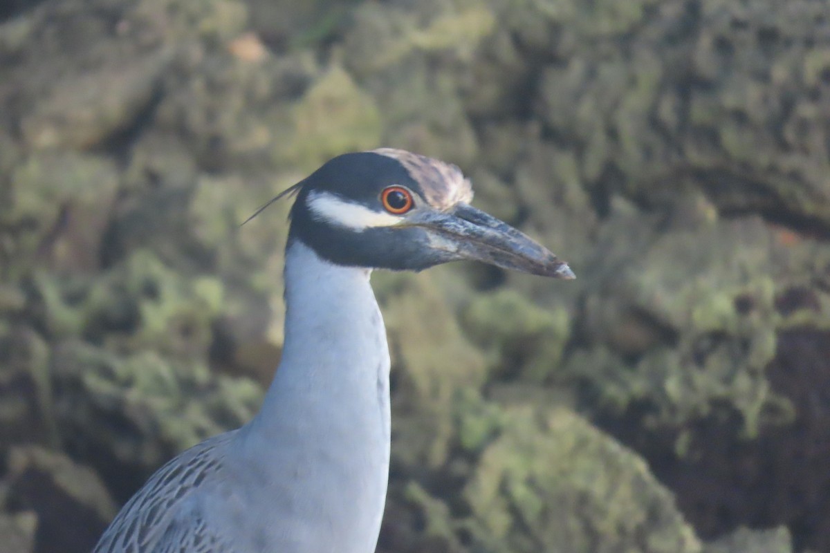 Yellow-crowned Night Heron - ML644498596