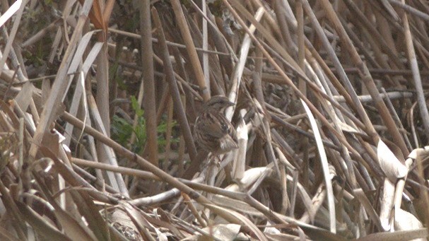 hvitstrupespurv - ML644498600