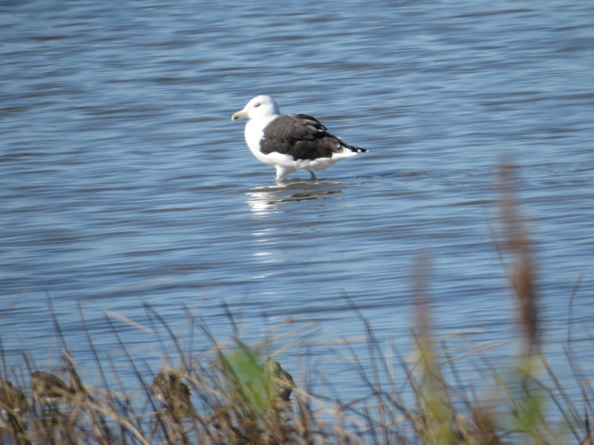 Büyük Kara Sırtlı Martı - ML644498612